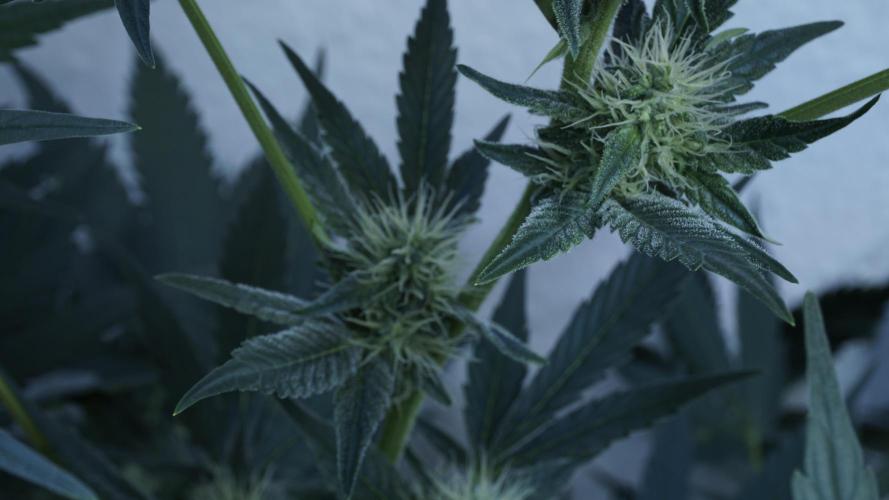 Russian Automatic X Sonnenerde. Week 9