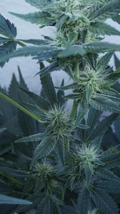 Russian Automatic X Sonnenerde. Week 9