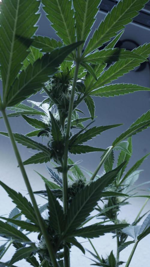 Russian Automatic X Sonnenerde. Week 9