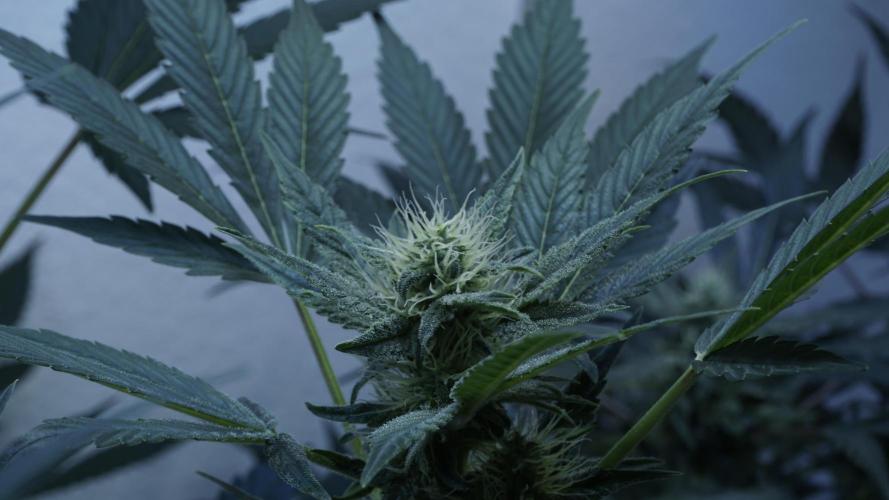 Russian Automatic X Sonnenerde. Week 9