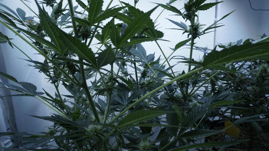 Russian Automatic X Sonnenerde. Week 9