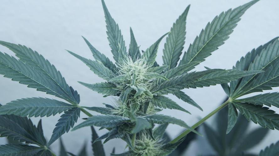 Russian Automatic X Sonnenerde. Week 9