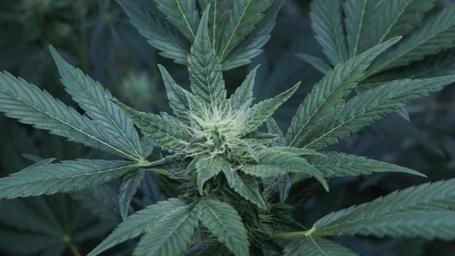 Russian Automatic X Sonnenerde. Week 9