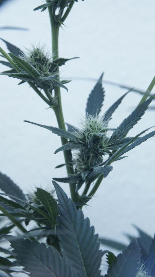 Russian Automatic X Sonnenerde. Week 9