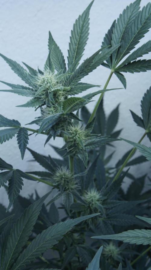 Russian Automatic. Week 9