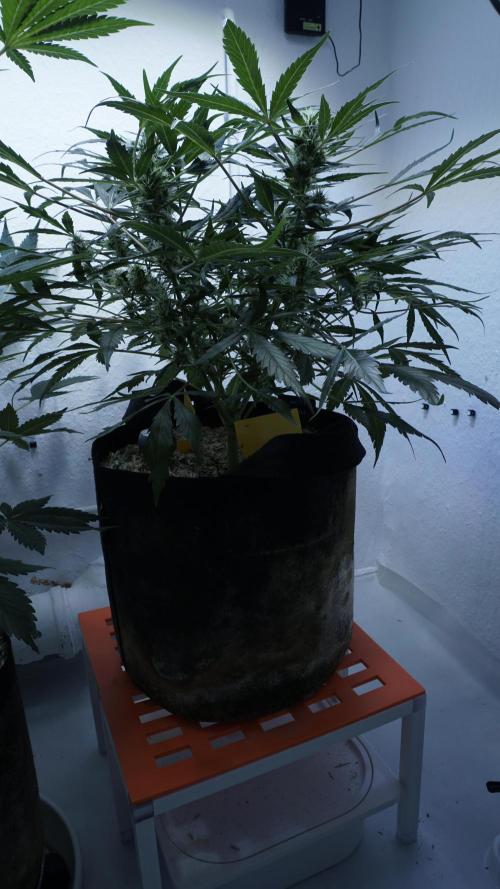 White Banana X Sonnenerde. Week 9
