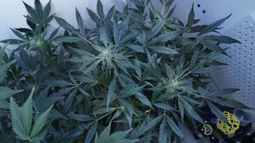 White Banana X Sonnenerde. Week 9