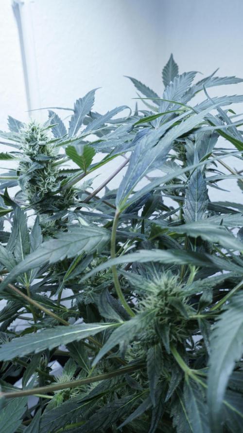 White Banana X Sonnenerde. Week 9