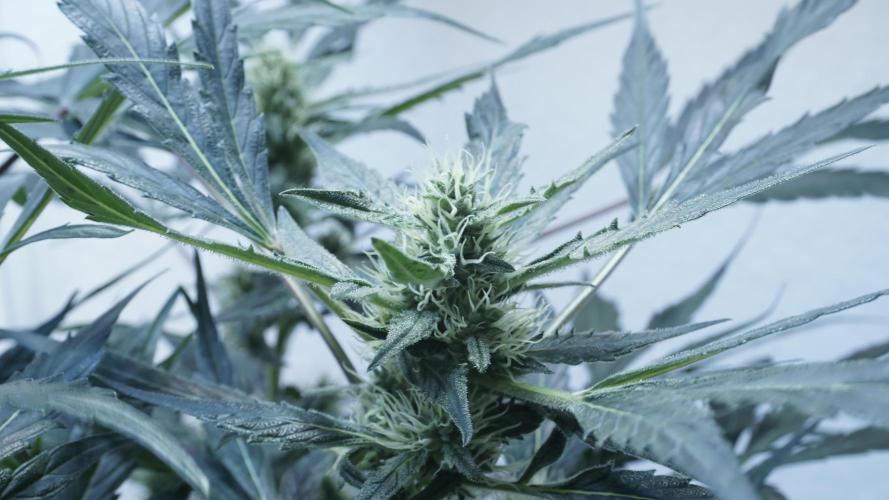 White Banana X Sonnenerde. Week 9