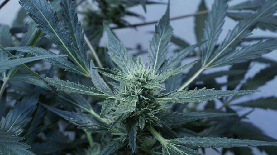 White Banana X Sonnenerde. Week 9