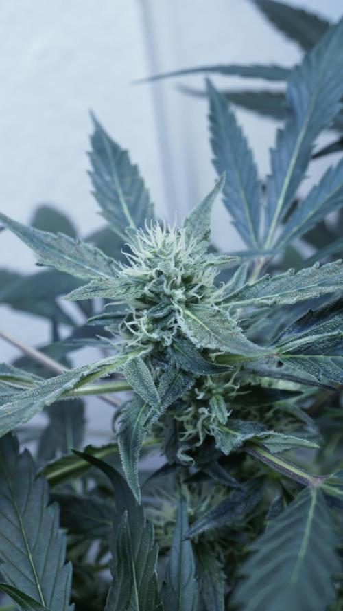 White Banana X Sonnenerde. Week 9