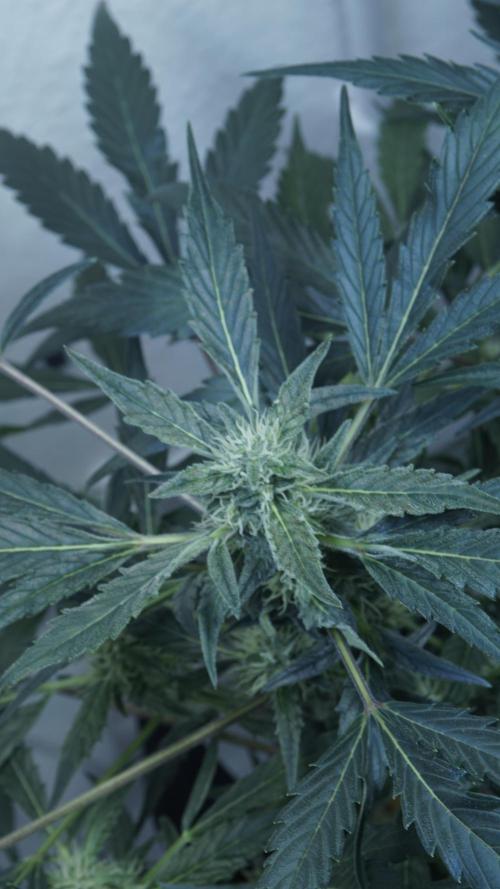 White Banana X Sonnenerde. Week 9