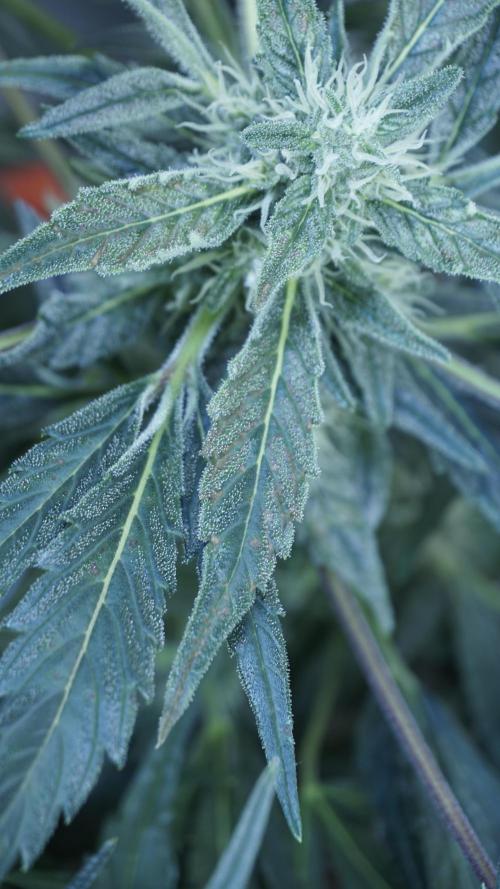 White Banana X Sonnenerde. Week 9