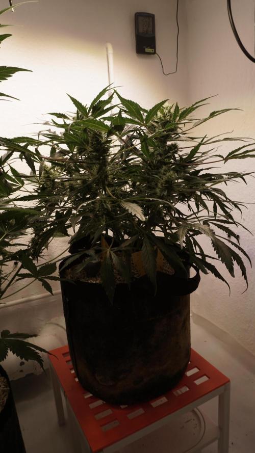 White Banana X Sonnenerde. Week 10