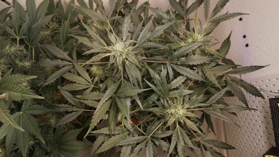 White Banana X Sonnenerde. Week 10