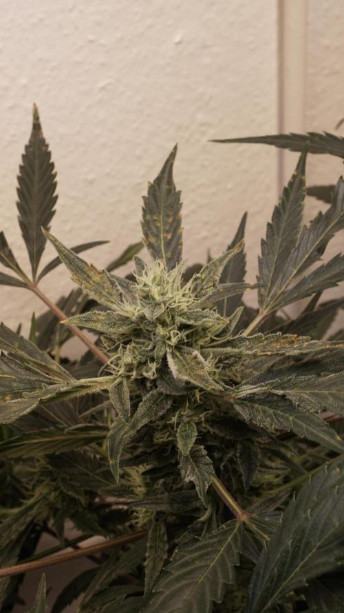 White Banana X Sonnenerde. Week 10