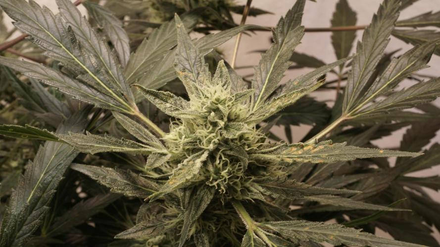 White Banana X Sonnenerde. Week 10