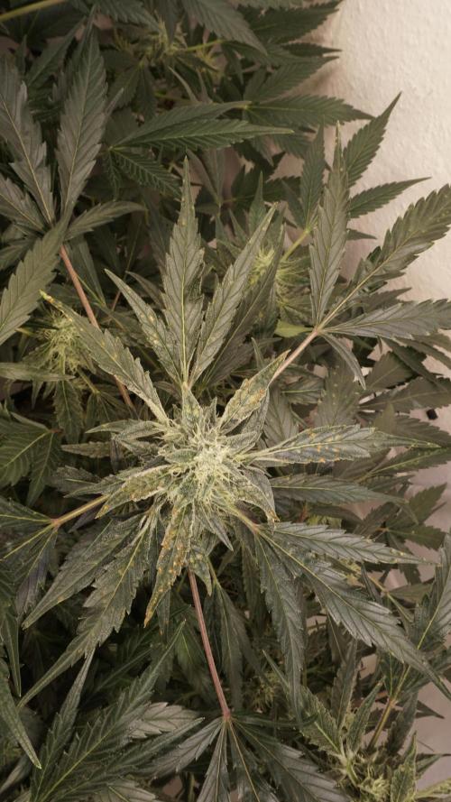 White Banana X Sonnenerde. Week 10