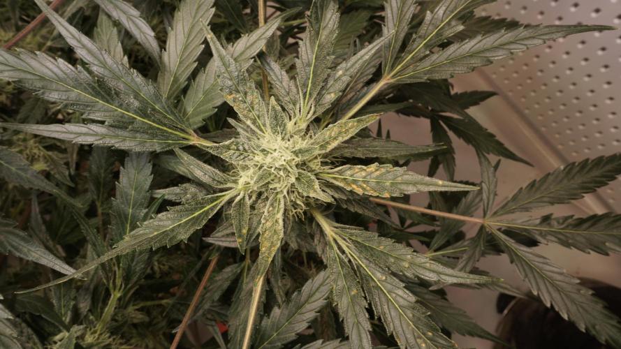 White Banana X Sonnenerde. Week 10