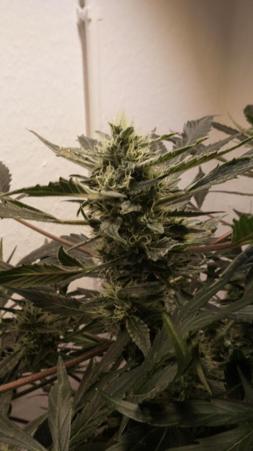 White Banana X Sonnenerde. Week 10