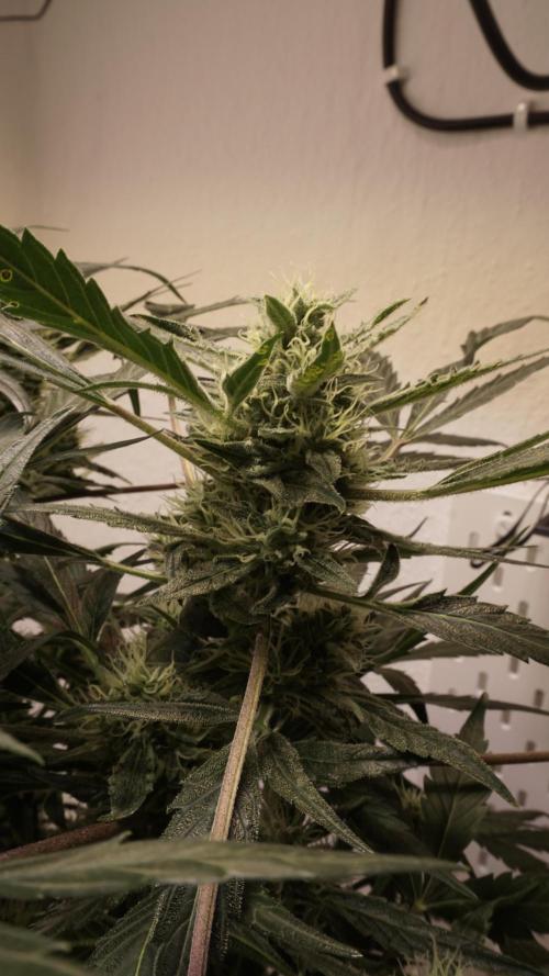 White Banana X Sonnenerde. Week 10