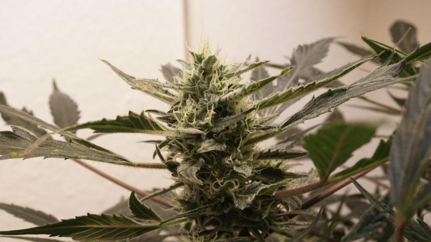 White Banana X Sonnenerde. Week 10