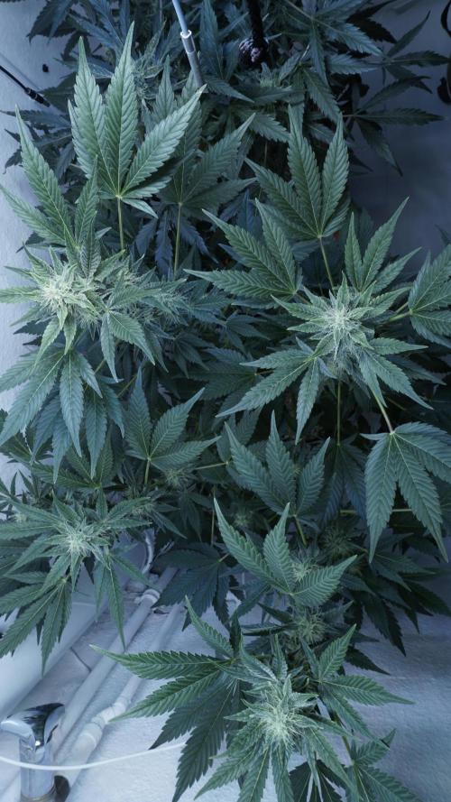 Russian Automatic X Sonnenerde. Week 10