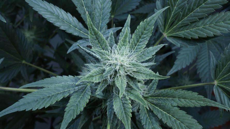 Russian Automatic X Sonnenerde. Week 10