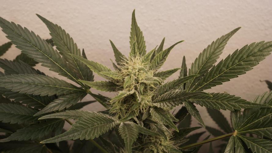 Russian Automatic X Sonnenerde. Week 10