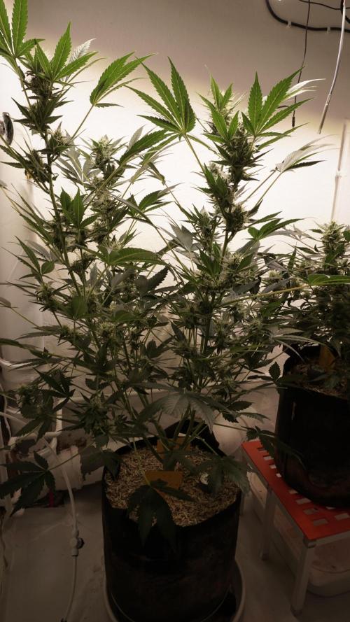 Russian Automatic X Sonnenerde. Week 10