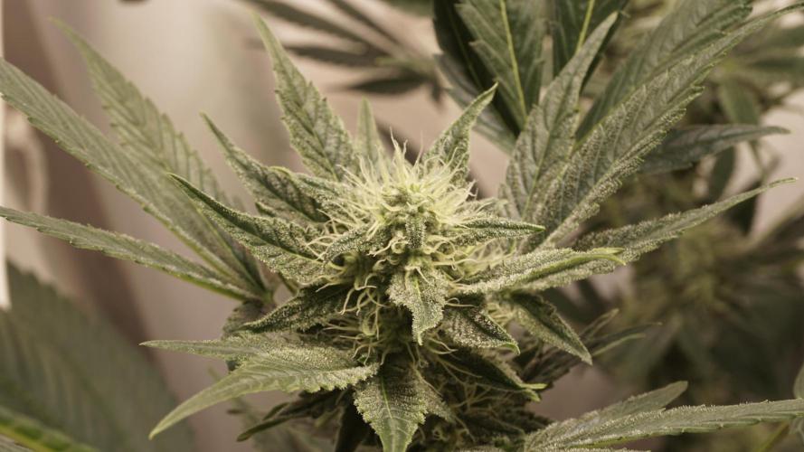 Russian Automatic X Sonnenerde. Week 10