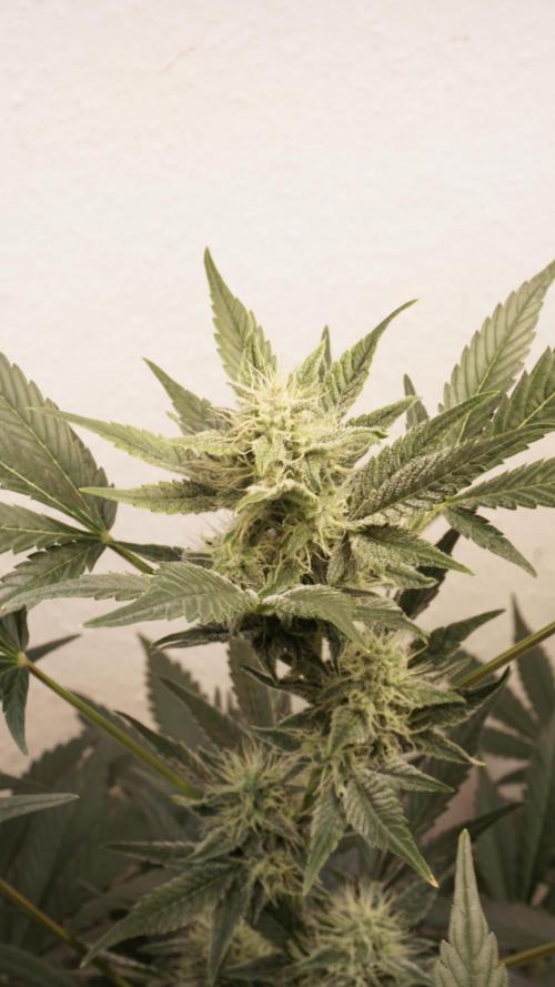 Russian Automatic X Sonnenerde. Week 10