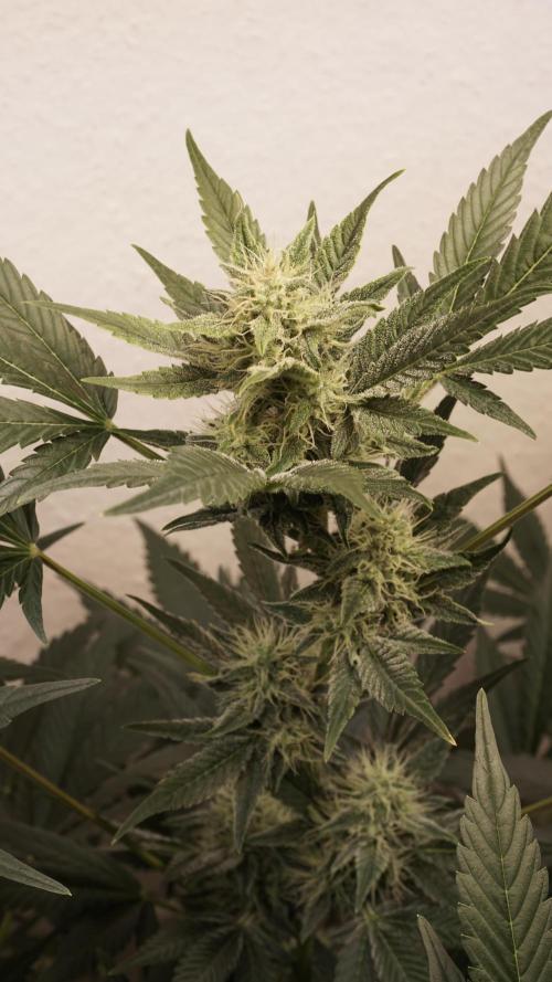 Russian Automatic X Sonnenerde. Week 10