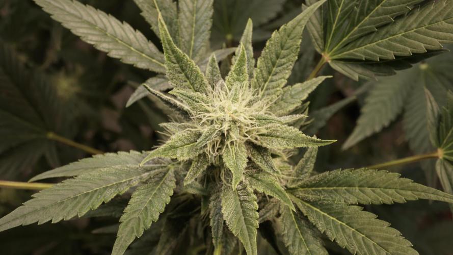 Russian Automatic X Sonnenerde. Week 10