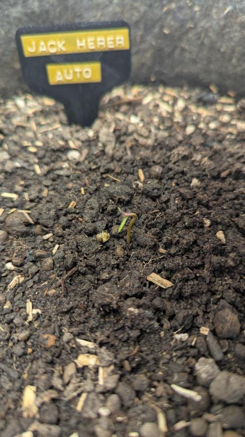 Jack Herer Auto X Sonnenerde. Week 0