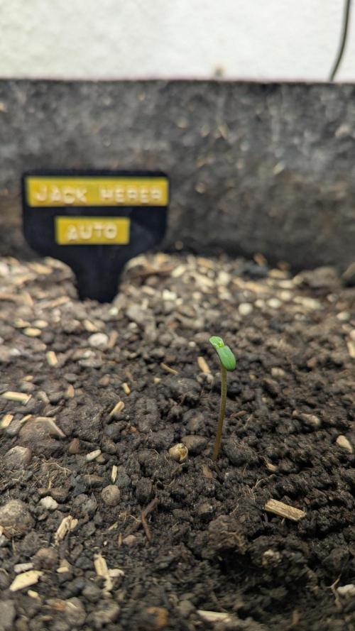 Jack Herer Auto X Sonnenerde. Week 0