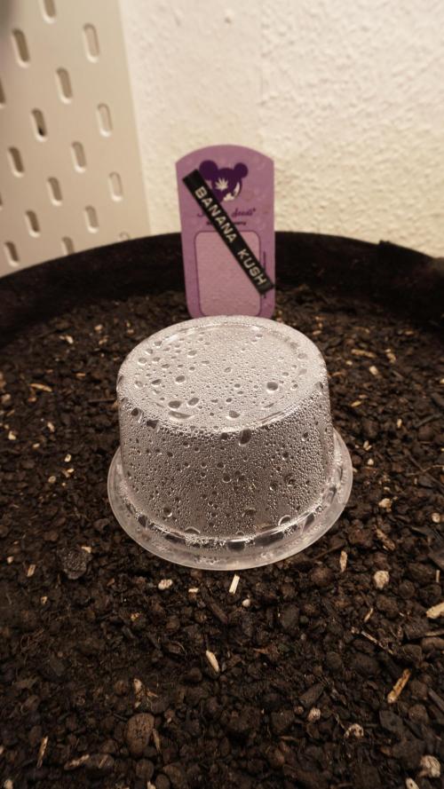 Banana Kush Auto x Sonnenerde. Week 0