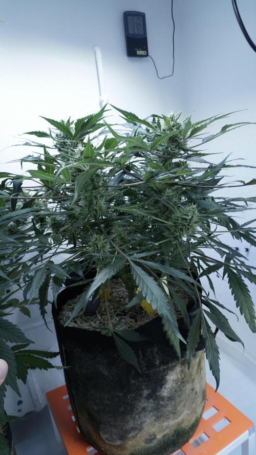 White Banana X Sonnenerde. Week 11