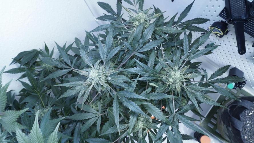 White Banana X Sonnenerde. Week 11