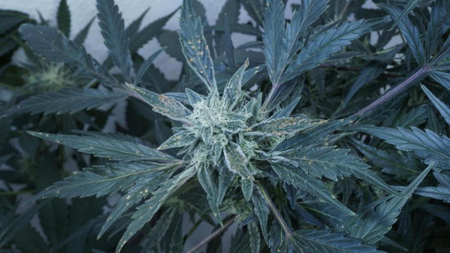 White Banana X Sonnenerde. Week 11