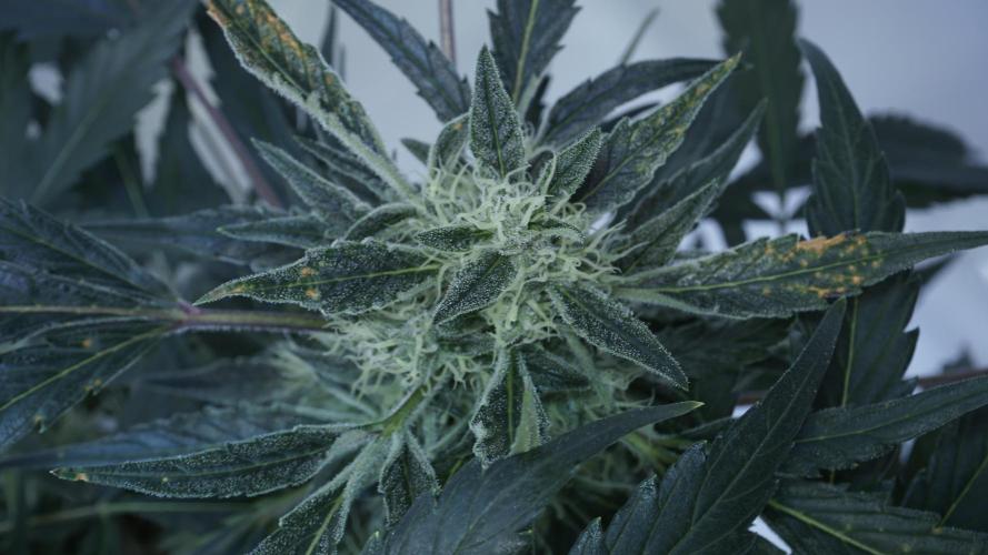 White Banana X Sonnenerde. Week 11