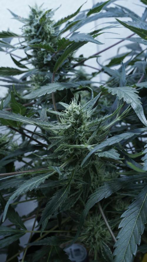 White Banana X Sonnenerde. Week 11