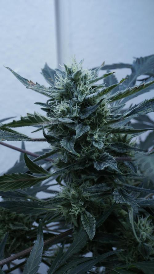 White Banana X Sonnenerde. Week 11