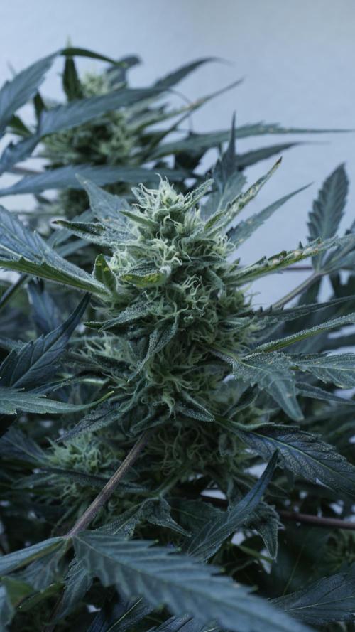 White Banana X Sonnenerde. Week 11