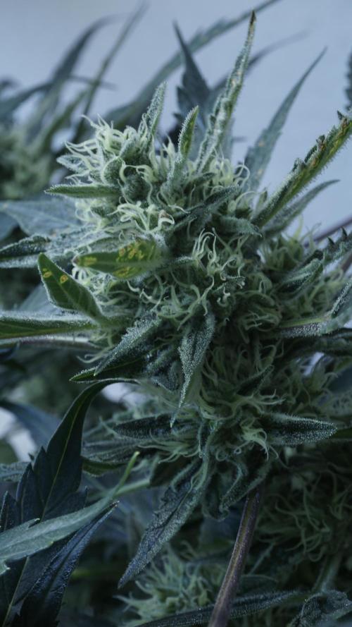 White Banana X Sonnenerde. Week 11