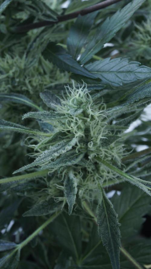 White Banana X Sonnenerde. Week 11