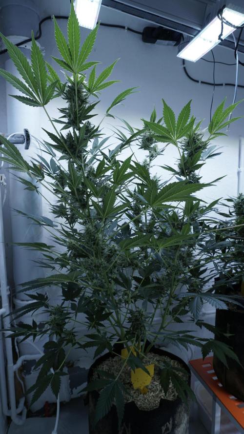 Russian Automatic X Sonnenerde. Week 11