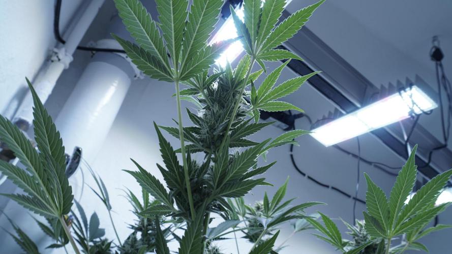 Russian Automatic X Sonnenerde. Week 11