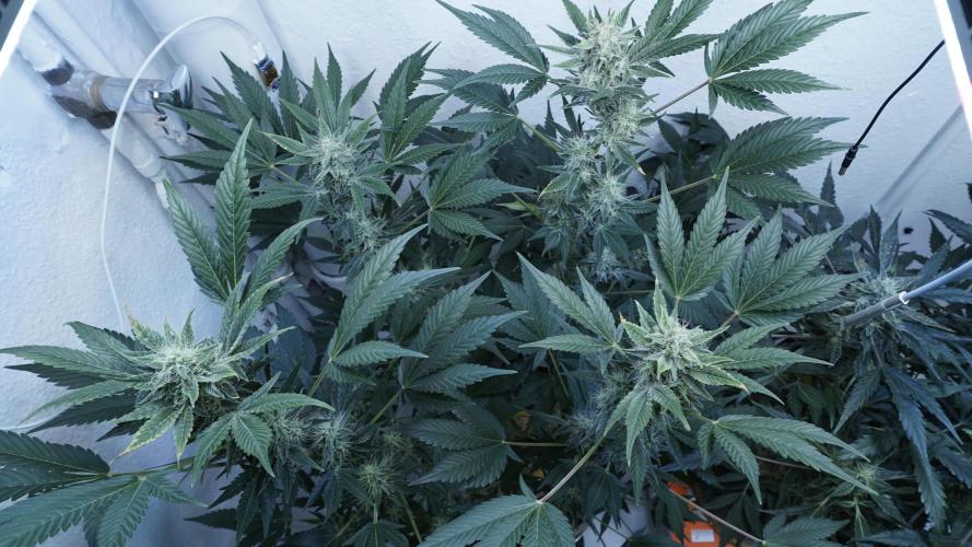 Russian Automatic X Sonnenerde. Week 11