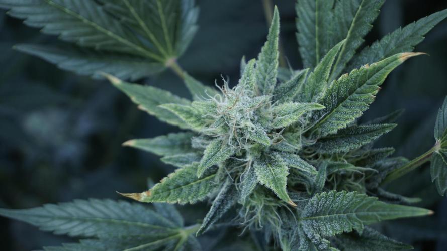 Russian Automatic X Sonnenerde. Week 11